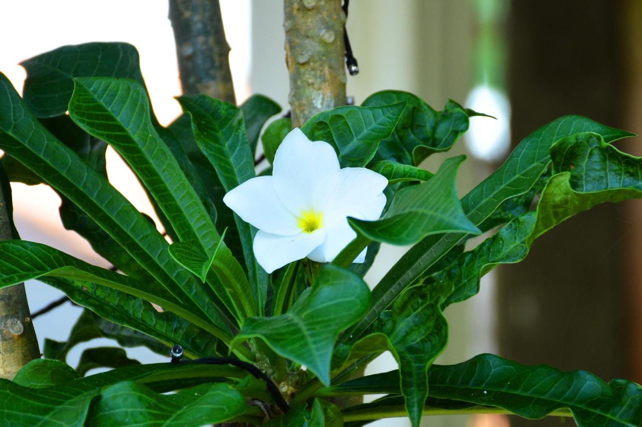 Randu Homestay And Restaurant Tangalle Luaran gambar